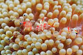 Papua euguinea