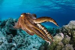 underwater photos