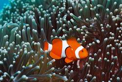 underwater photos