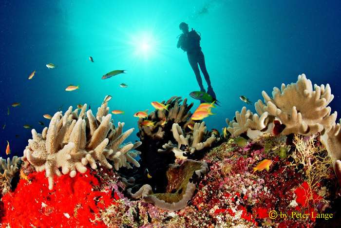 Maledives/Indian Ocean