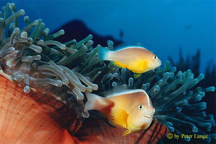 Maledives/Indian Ocean