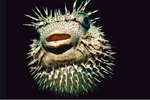 Pemba