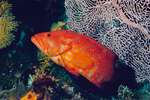 Pemba