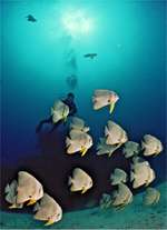 Maledives