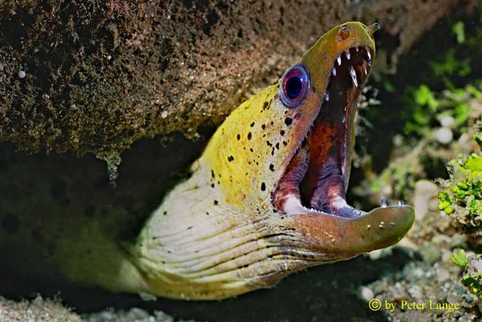 Papua Neuguinea