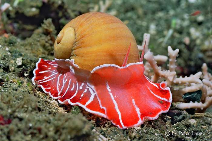 Papua Neuguinea
