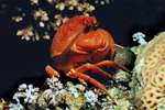 (Dia 40) Krabbe/Rotes Meer
