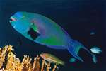 (Dia 42) Papageienfisch/Rotes Meer