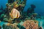 (Dia 43) Fledermausfisch/Rotes Meer