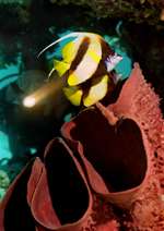 (Dia45) Maskenfalterfisch/Rotes Meer