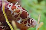 (Dia 64) Nacktschnecke/Tuerkei