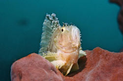 underwaterphotos Bunaken,  Tasik Ria house reef
